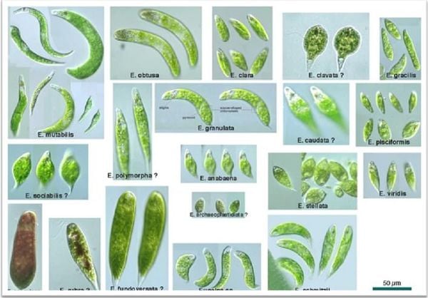 Một số tảo Mắt phổ biến trong nước