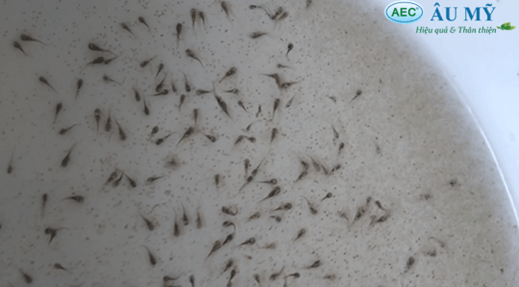 Hình ảnh thức ăn tự nhiên Copepoda trong ao vèo