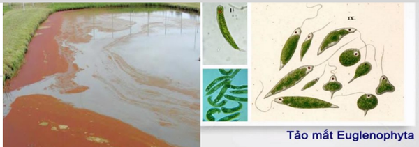 Hình ảnh tảo giáp nở hoa, màu nước đỏ do tảo mắt phát triển mạnh