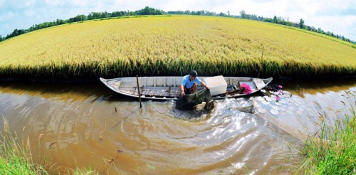 Hình 4.1 Thu hoạch tôm trong ao nuôi quảng canh cải tiến tôm-lúa