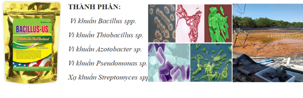 Biện pháp xử lý PHÈN hiệu quả trong ao nuôi tôm