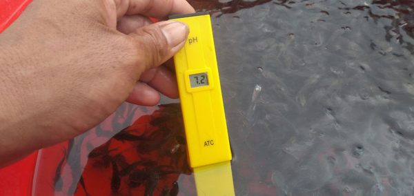 Hình 3.1. Hình ảnh pH nước trong bọc cá từ trại để tại Cà Mau