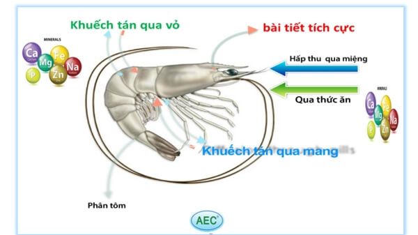 Lý do tôm lột xác