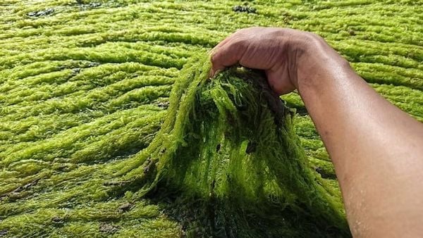 Rong mền là gì - Độ phủ rong mền trong ao nuôi tôm bao nhiêu thì phù hợp