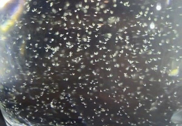 Tôm ở giai đoạn ấu trùng - lần lột xác thứ 3 (N3)