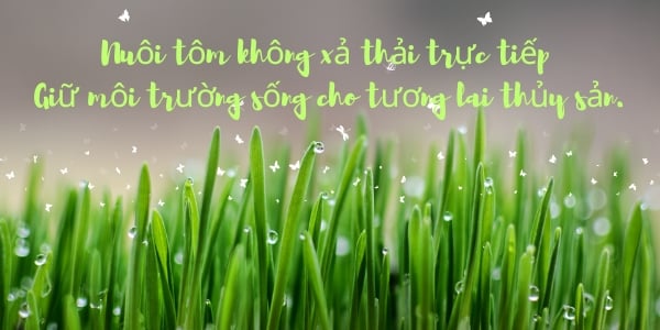 CÂU KHẨU HIỆU BẢO VỆ MÔI TRƯỜNG - Nuôi tôm không xả thải trực tiếp – giữ môi trường sống cho tương lai thủy sản.