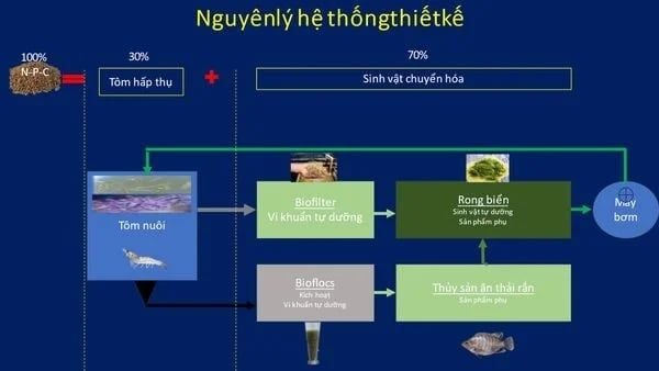 Mô tả nguyên lý hoạt động hệ thống RAS tuần hoàn dinh dưỡng nuôi tôm