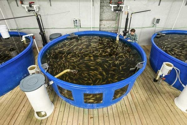 Hệ thống RAS (Recirculating Aquaculture Systems) - nuôi cá