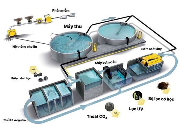 Các thành phần chính Hệ thống RAS (Recirculating Aquaculture Systems)