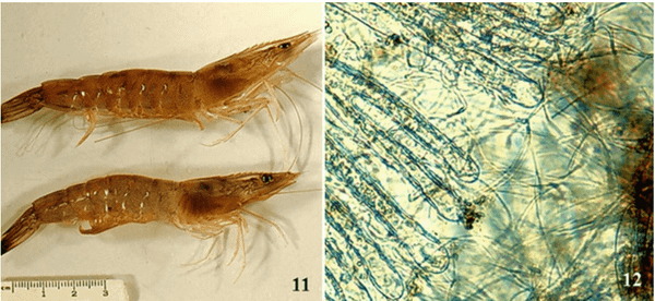 sợi khuẩn bám mang làm mang tôm chuyển màu