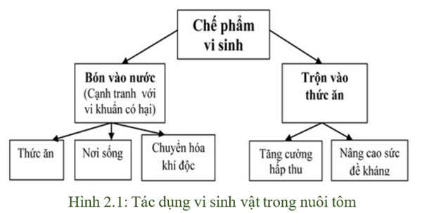 Tác dụng của vi sinh trong nuôi tôm