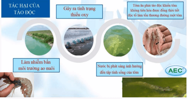 Hình ảnh Tảo độc và tác hại của tảo độc trong ao nuôi