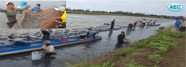 Thu hoạch tôm càng xanh kết hợp thẻ chân trắng tại Kiên Giang