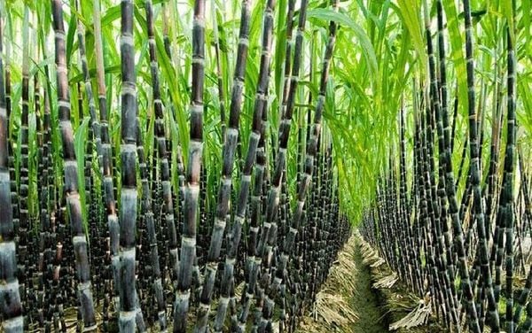Cây mía tươi - nguyên liệu đường mía và sản phẩm phụ mật rỉ đường