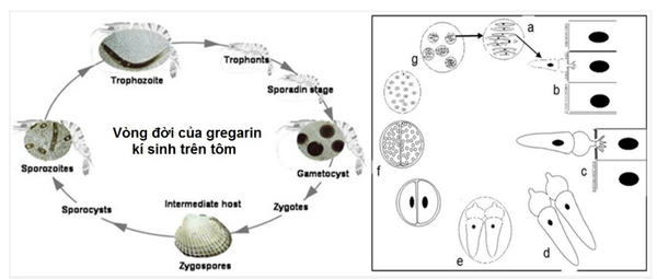 Vòng đời của Gregarine ký sinh trên tôm