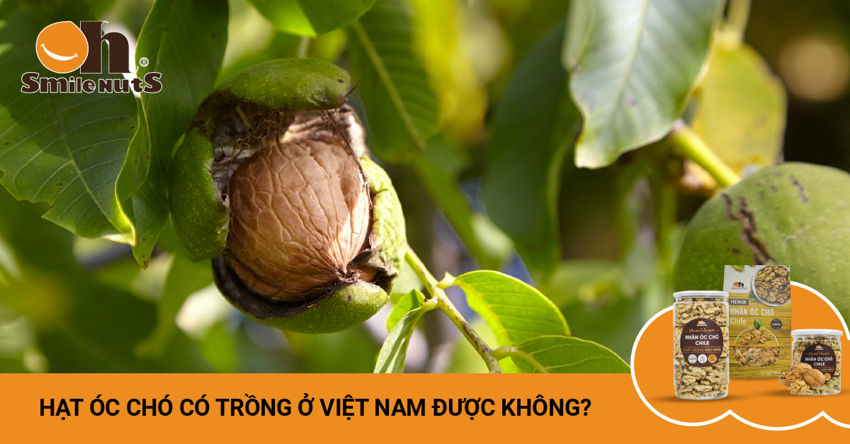 Hạt Óc Chó Có Trồng Ở Việt Nam Được Không?