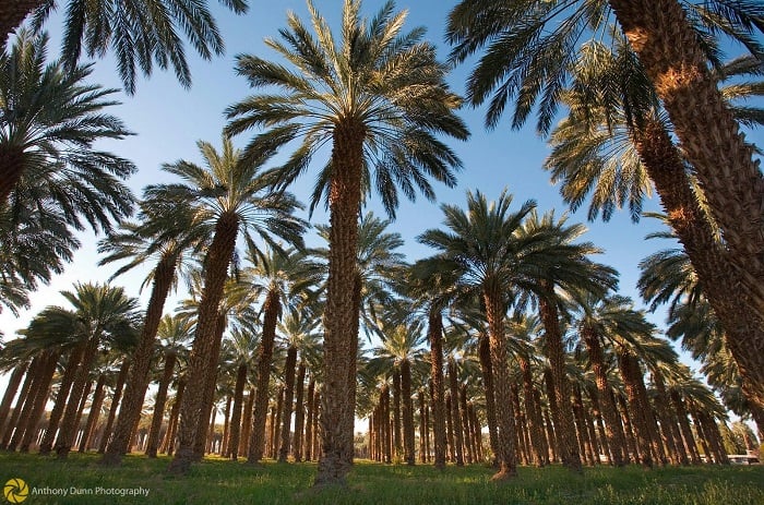 Ghé Thăm Tunisia - Thiên Đường Của Chà Là