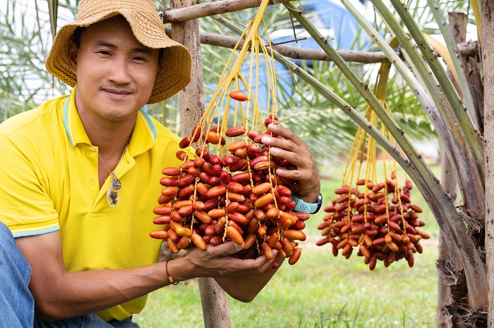 Chà Là - Món Quà Thiên Nhiên Từ Ốc Đảo Sa Mạc Sahara