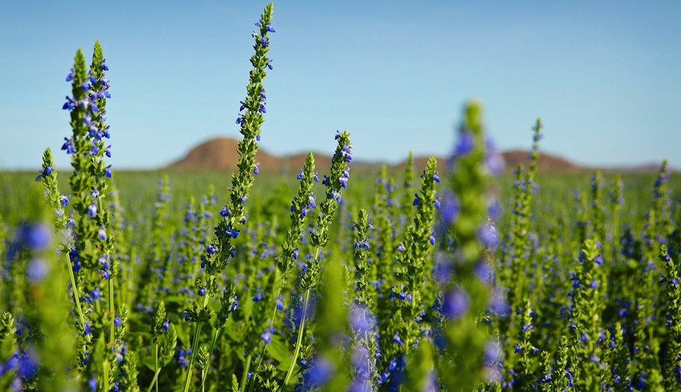 Hạt Chia Và Hạt É: Loại Hạt Nào Tốt Hơn?