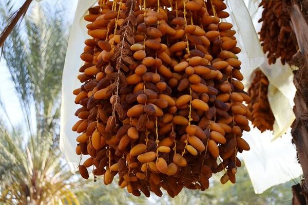 Chà là deglet nour Tunisia đang khô tự nhiên trên cây