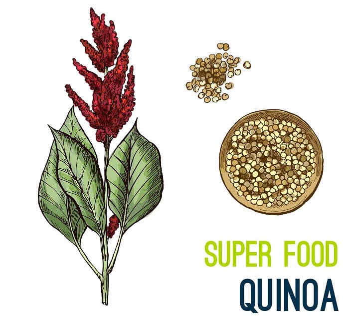 Hạt Quinoa được xem là siêu thực phẩm