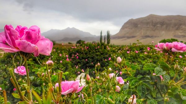 nụ hồng khô Iran