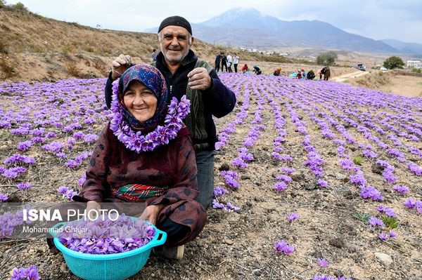 saffron từ Iran