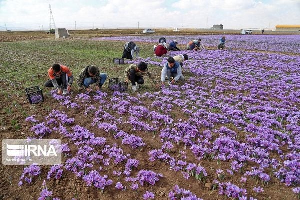 saffron ở Iran