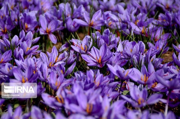 saffron ở Iran