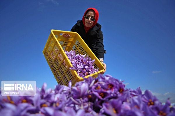 saffron ở Iran