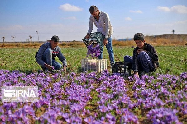 saffron từ Iran