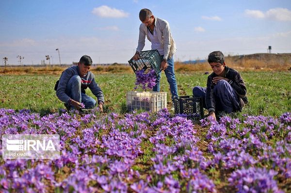 saffron Iran