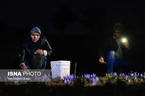 saffron từ Iran