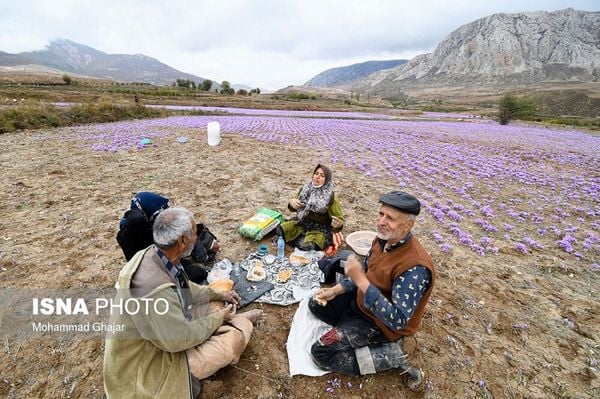saffron ở Iran