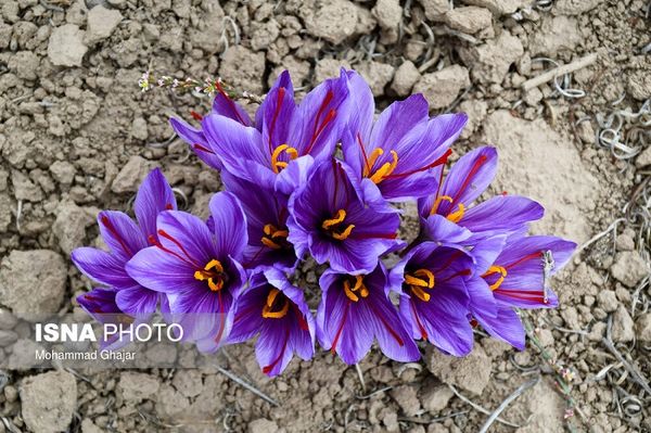 saffron từ Iran