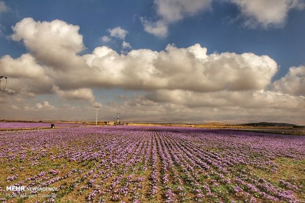 saffron từ Iran