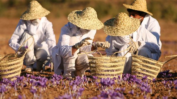 công dụng của saffron