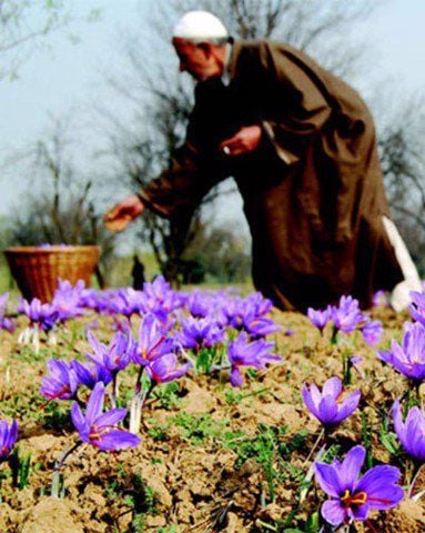 Saffron - tinh hoa thiên nhiên