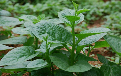 Chữa táo bón cho trẻ bằng rau mồng tơi có thực sự hiệu quả?