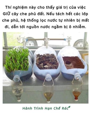 Vai trò quan trọng của thực vật đối với việc bảo vệ nguồn nước: