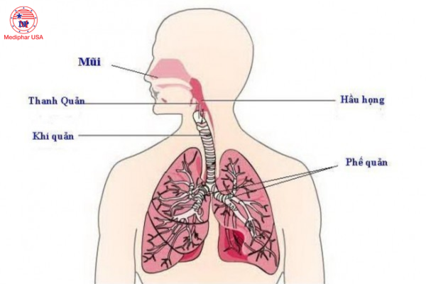 [TÌM HIỂU] Biểu hiện của bệnh viêm đường hô hấp
