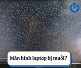 Màn hình laptop bị muỗi? Khắc phục thế nào hiệu quả, nhanh chóng?