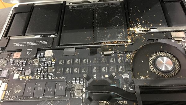 cách diệt kiến trong laptop