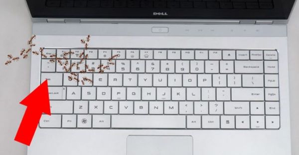 kiến chui vào laptop làm tổ
