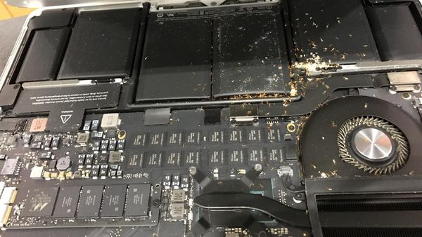 kiến chui vào laptop làm tổ