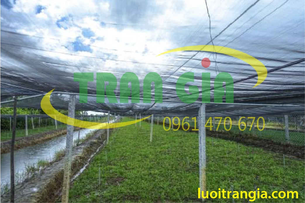 Lưới đen chống nóng và những điều bạn chưa biết
