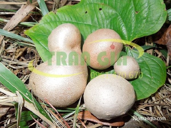 Loại khoai tây chứa độc bạn không thể ngờ – Công Ty TNHH Sản xuất Thương mại Tổng hợp Trần Gia