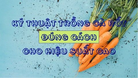 Cách trồng cà rốt đạt hiệu quả cao