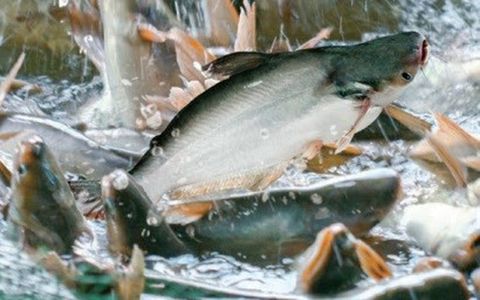 Hướng dẫn bảo vệ sức khỏe cá tra mùa mưa