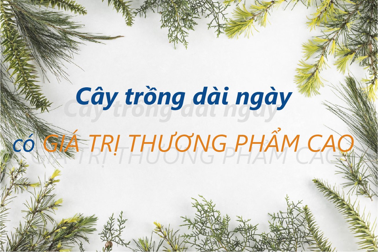 Các loại cây trồng dài ngày có giá trị thương phẩm cao